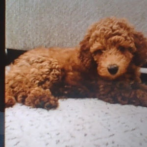 Meet your Posher, Julia